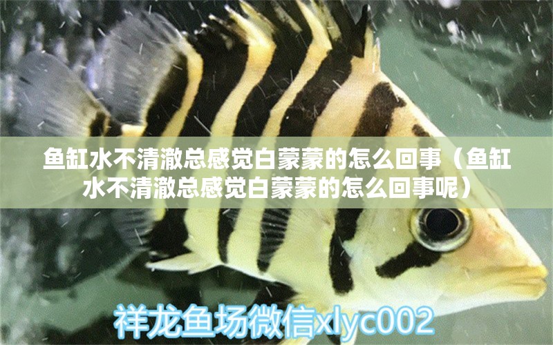 魚缸水不清澈總感覺白蒙蒙的怎么回事（魚缸水不清澈總感覺白蒙蒙的怎么回事呢） 觀賞魚市場(chǎng)（混養(yǎng)魚）