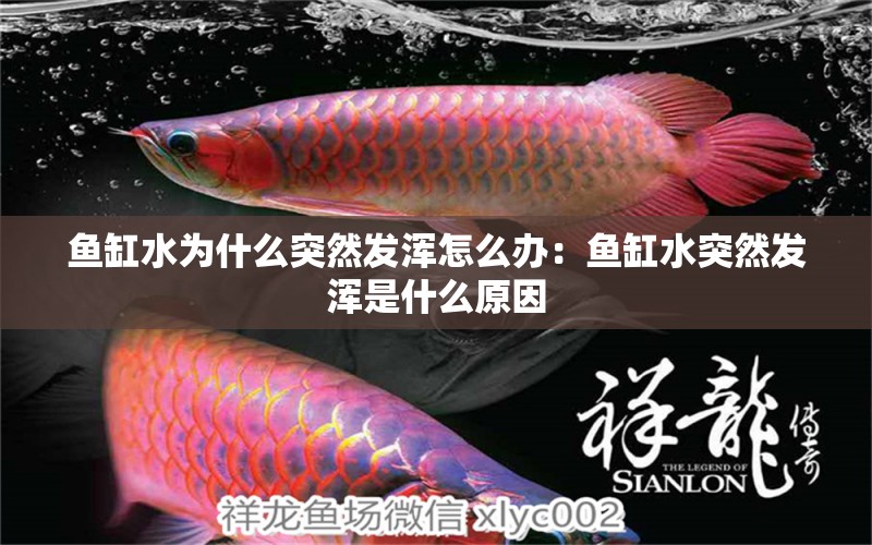 魚(yú)缸水為什么突然發(fā)渾怎么辦：魚(yú)缸水突然發(fā)渾是什么原因