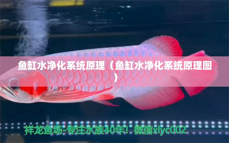 魚缸水凈化系統(tǒng)原理（魚缸水凈化系統(tǒng)原理圖）