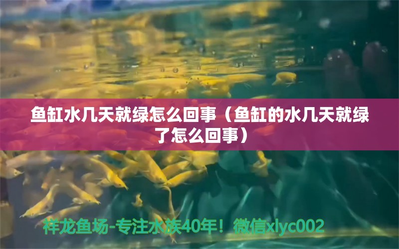 魚缸水幾天就綠怎么回事（魚缸的水幾天就綠了怎么回事）