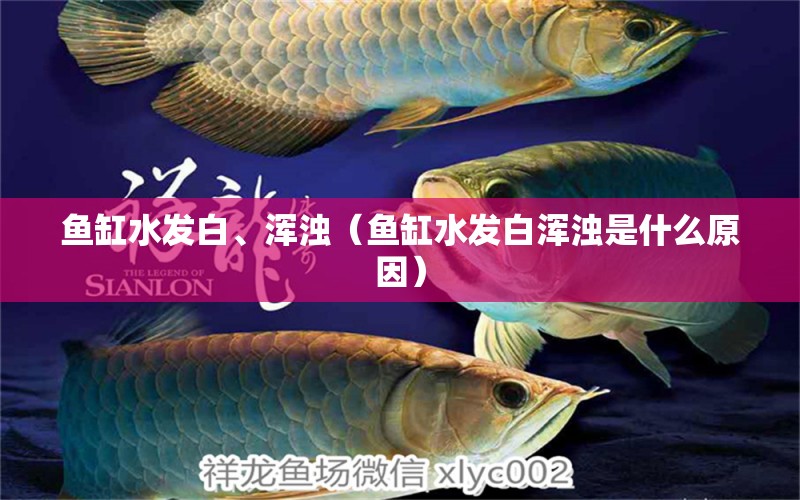 魚(yú)缸水發(fā)白、渾濁（魚(yú)缸水發(fā)白渾濁是什么原因）