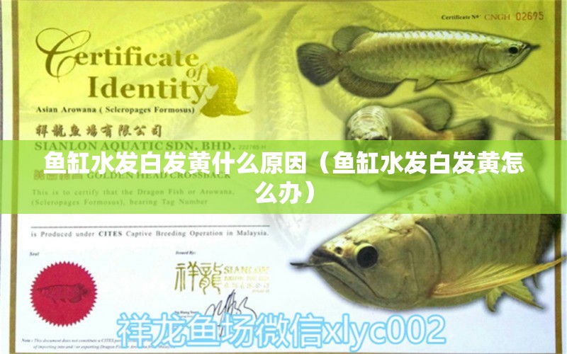 魚缸水發(fā)白發(fā)黃什么原因（魚缸水發(fā)白發(fā)黃怎么辦） 森森魚缸