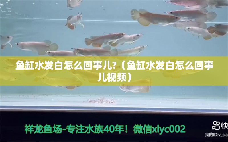 魚(yú)缸水發(fā)白怎么回事兒?（魚(yú)缸水發(fā)白怎么回事兒視頻）