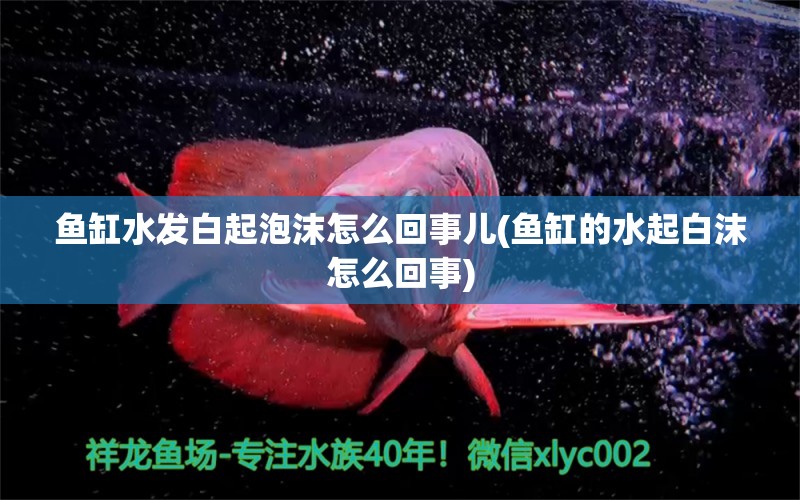 魚缸水發(fā)白起泡沫怎么回事兒(魚缸的水起白沫怎么回事) 斑馬狗頭魚 第1張