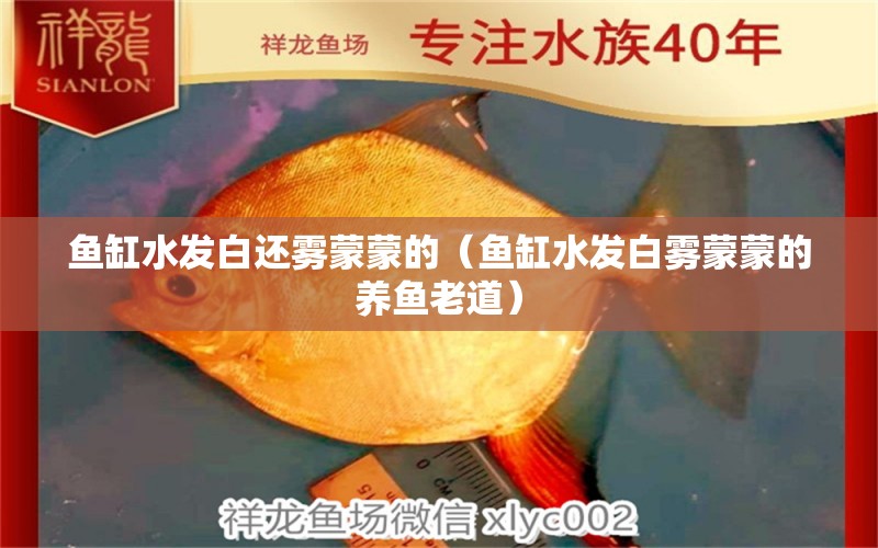 魚缸水發(fā)白還霧蒙蒙的（魚缸水發(fā)白霧蒙蒙的養(yǎng)魚老道） 祥龍水族醫(yī)院