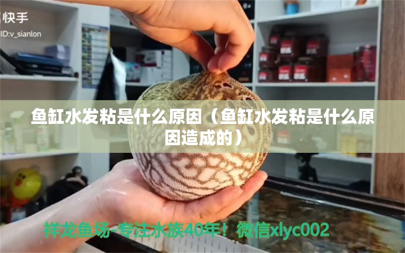 魚(yú)缸水發(fā)粘是什么原因（魚(yú)缸水發(fā)粘是什么原因造成的）