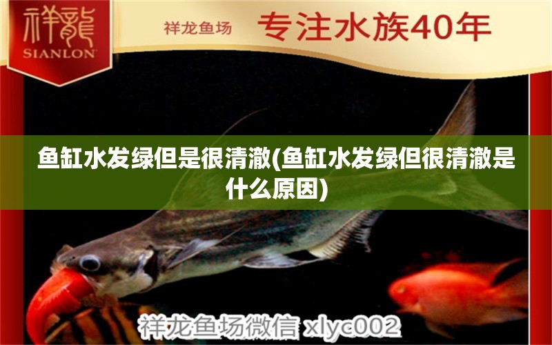 魚缸水發(fā)綠但是很清澈(魚缸水發(fā)綠但很清澈是什么原因) 圣菲埃及魚