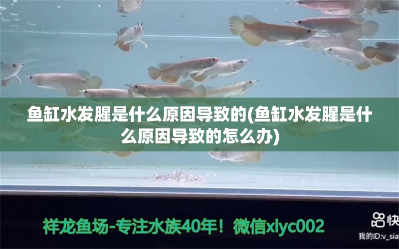 魚(yú)缸水發(fā)腥是什么原因?qū)е碌?魚(yú)缸水發(fā)腥是什么原因?qū)е碌脑趺崔k)