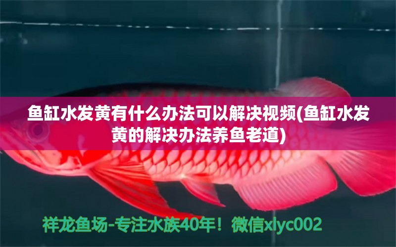 魚(yú)缸水發(fā)黃有什么辦法可以解決視頻(魚(yú)缸水發(fā)黃的解決辦法養(yǎng)魚(yú)老道) 委內(nèi)瑞拉奧里諾三間魚(yú)