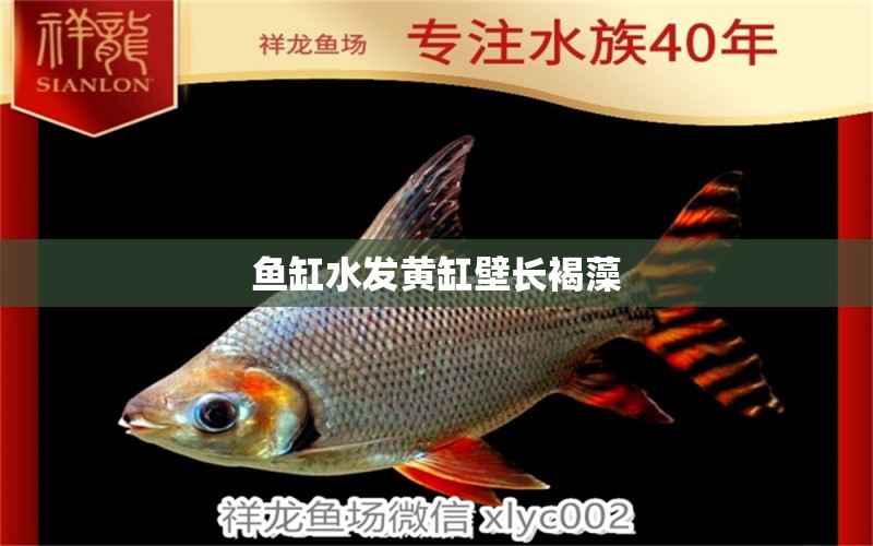 魚缸水發(fā)黃缸壁長褐藻 祥龍魚場