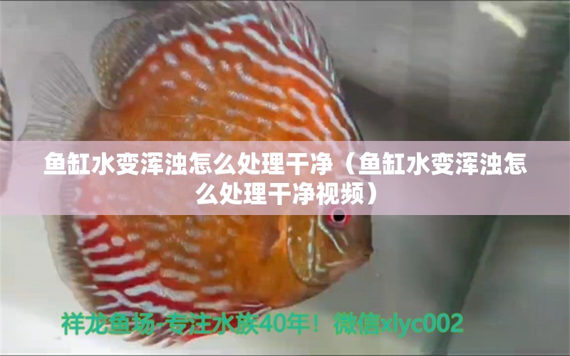 魚缸水變渾濁怎么處理干凈（魚缸水變渾濁怎么處理干凈視頻） 量子養(yǎng)魚技術(shù)