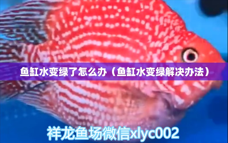 魚缸水變綠了怎么辦（魚缸水變綠解決辦法） 紅尾平克魚