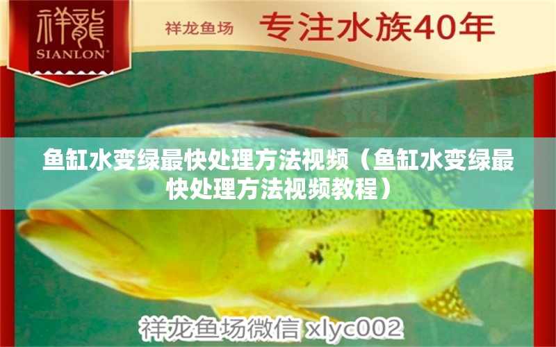 魚缸水變綠最快處理方法視頻（魚缸水變綠最快處理方法視頻教程） 祥龍水族醫(yī)院