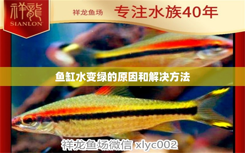 魚缸水變綠的原因和解決方法 委內(nèi)瑞拉奧里諾三間魚