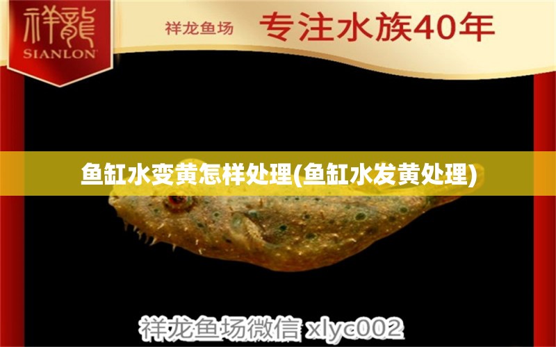 魚缸水變黃怎樣處理(魚缸水發(fā)黃處理)