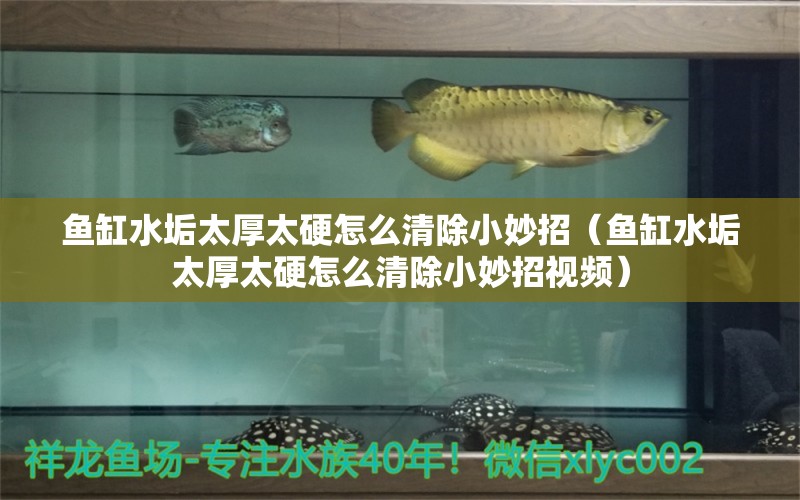 魚缸水垢太厚太硬怎么清除小妙招（魚缸水垢太厚太硬怎么清除小妙招視頻）