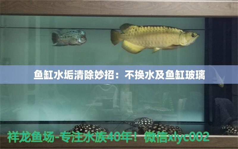 魚缸水垢清除妙招：不換水及魚缸玻璃