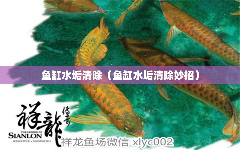 魚(yú)缸水垢清除（魚(yú)缸水垢清除妙招） 赤焰中國(guó)虎魚(yú) 第2張