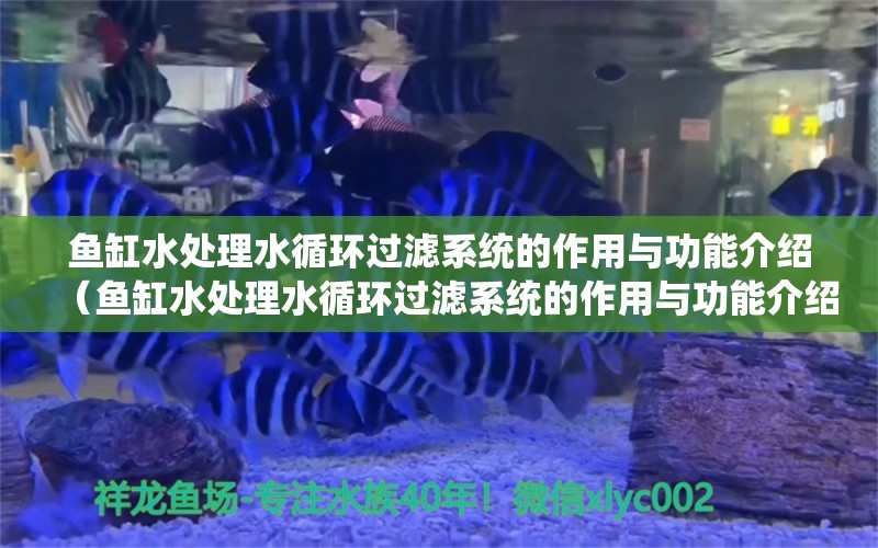 魚缸水處理水循環(huán)過濾系統(tǒng)的作用與功能介紹（魚缸水處理水循環(huán)過濾系統(tǒng)的作用與功能介紹圖片）