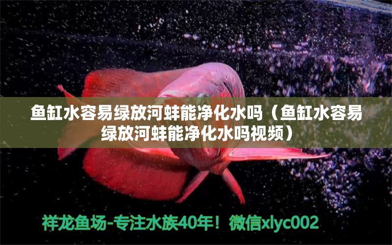 魚缸水容易綠放河蚌能凈化水嗎（魚缸水容易綠放河蚌能凈化水嗎視頻） 祥龍水族醫(yī)院