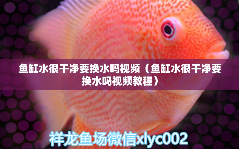 魚缸水很干凈要換水嗎視頻（魚缸水很干凈要換水嗎視頻教程） 財神鸚鵡魚