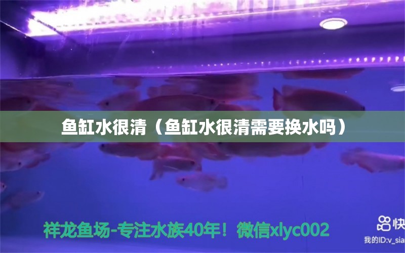 魚缸水很清（魚缸水很清需要換水嗎） 觀賞魚市場（混養(yǎng)魚）