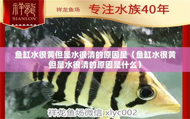 魚缸水很黃但是水很清的原因是（魚缸水很黃但是水很清的原因是什么）