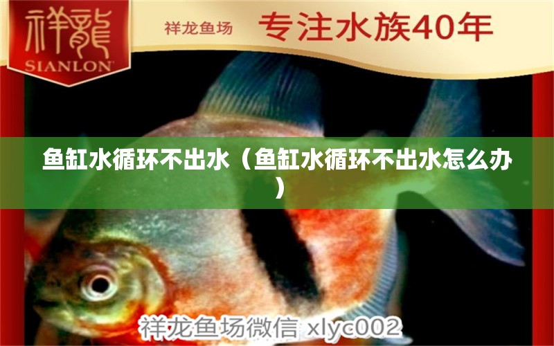 魚(yú)缸水循環(huán)不出水（魚(yú)缸水循環(huán)不出水怎么辦）