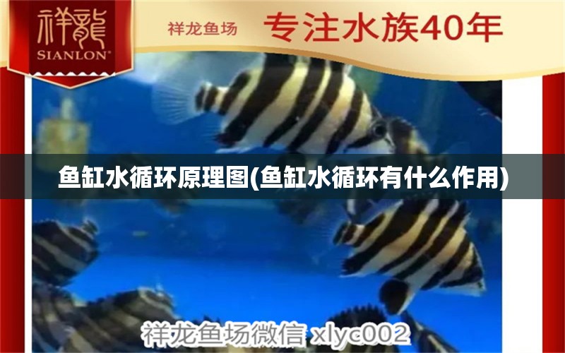 魚(yú)缸水循環(huán)原理圖(魚(yú)缸水循環(huán)有什么作用)