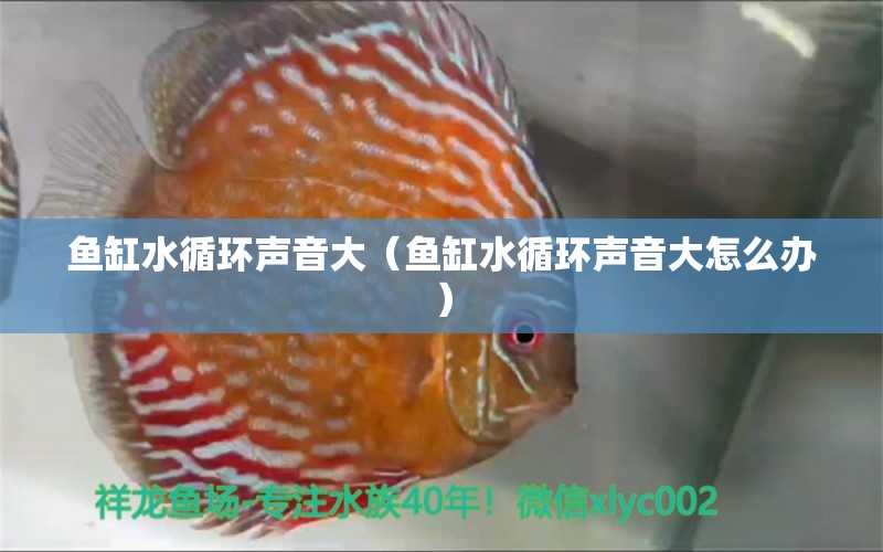 魚(yú)缸水循環(huán)聲音大（魚(yú)缸水循環(huán)聲音大怎么辦）