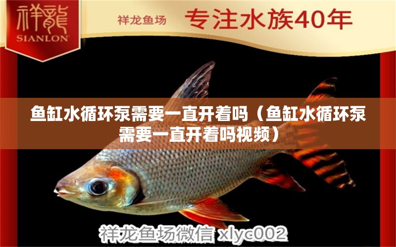 魚缸水循環(huán)泵需要一直開著嗎（魚缸水循環(huán)泵需要一直開著嗎視頻）