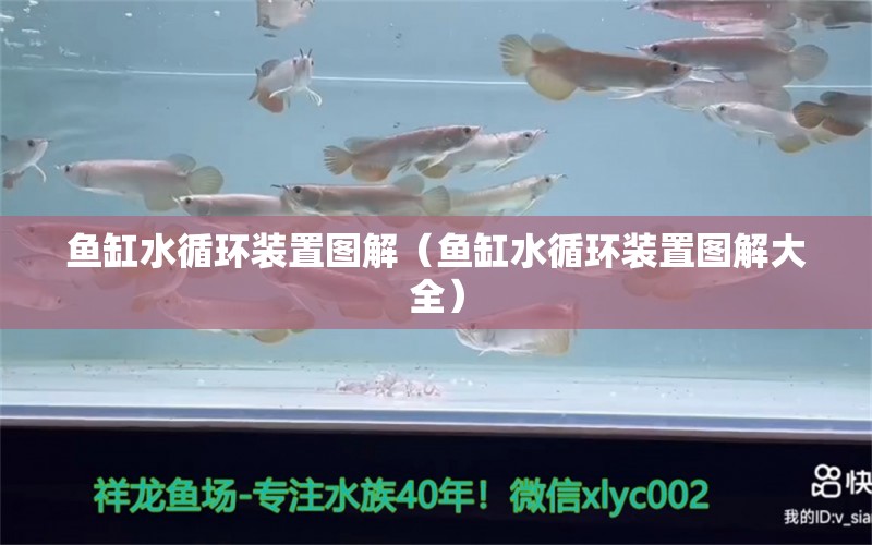 魚缸水循環(huán)裝置圖解（魚缸水循環(huán)裝置圖解大全） 暹羅巨鯉