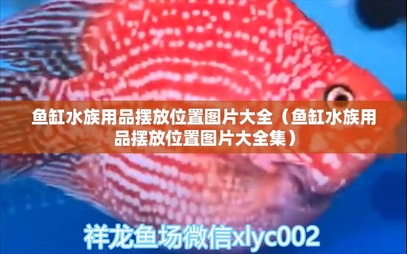 魚(yú)缸水族用品擺放位置圖片大全（魚(yú)缸水族用品擺放位置圖片大全集） 水族用品