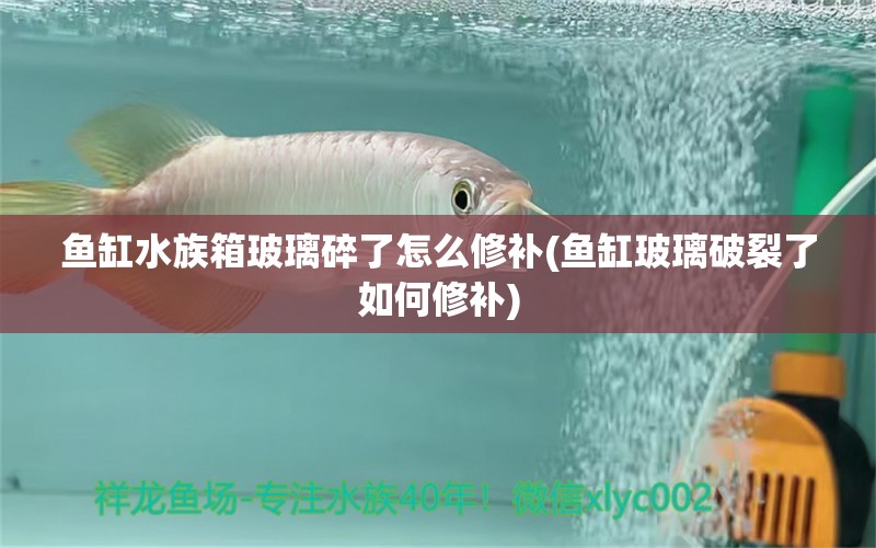 魚缸水族箱玻璃碎了怎么修補(bǔ)(魚缸玻璃破裂了如何修補(bǔ)) 魚缸/水族箱