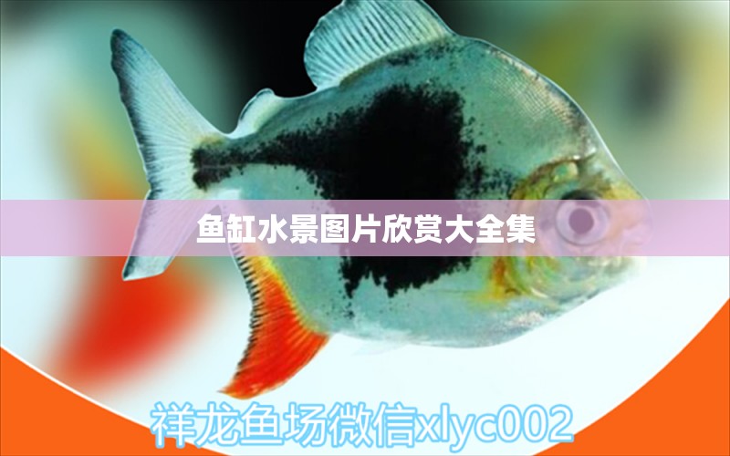 魚缸水景圖片欣賞大全集