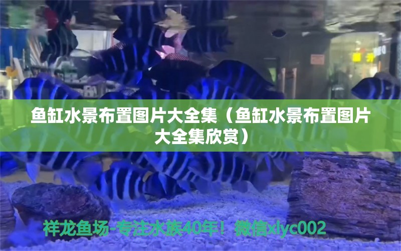 魚缸水景布置圖片大全集（魚缸水景布置圖片大全集欣賞）