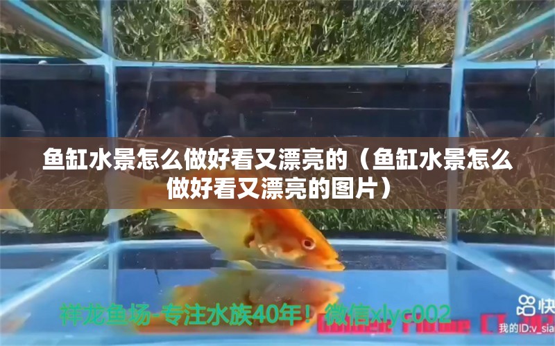 魚缸水景怎么做好看又漂亮的（魚缸水景怎么做好看又漂亮的圖片）