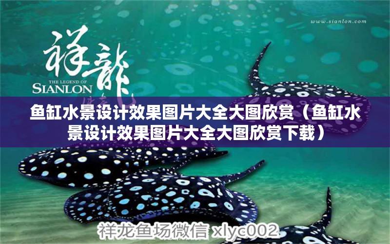 魚缸水景設計效果圖片大全大圖欣賞（魚缸水景設計效果圖片大全大圖欣賞下載） 藍底過背金龍魚