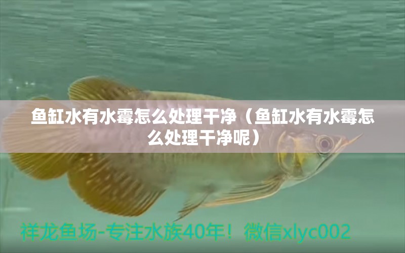 魚缸水有水霉怎么處理干凈（魚缸水有水霉怎么處理干凈呢） 魚缸風(fēng)水