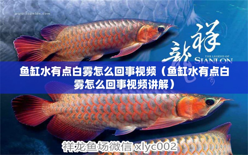 魚缸水有點(diǎn)白霧怎么回事視頻（魚缸水有點(diǎn)白霧怎么回事視頻講解） 黑桃A魚