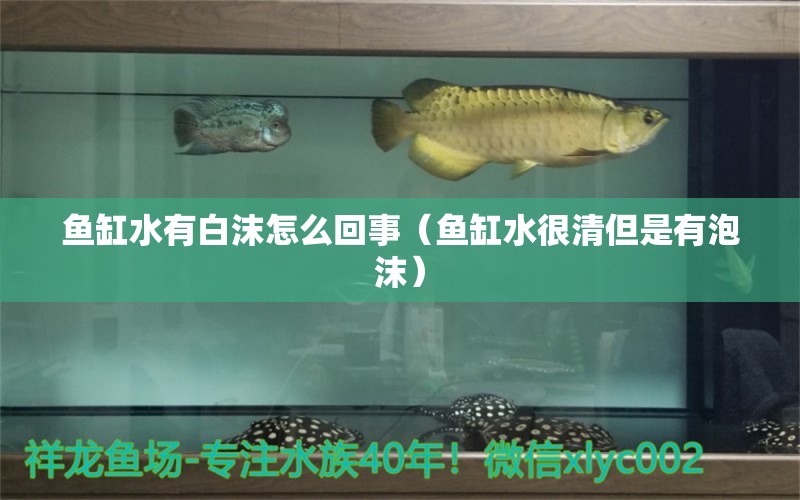 魚缸水有白沫怎么回事（魚缸水很清但是有泡沫）