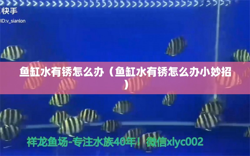 魚缸水有銹怎么辦（魚缸水有銹怎么辦小妙招）