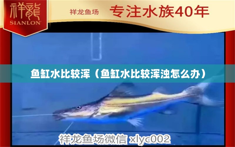 魚(yú)缸水比較渾（魚(yú)缸水比較渾濁怎么辦） 黃吉金龍（白子金龍魚(yú)）