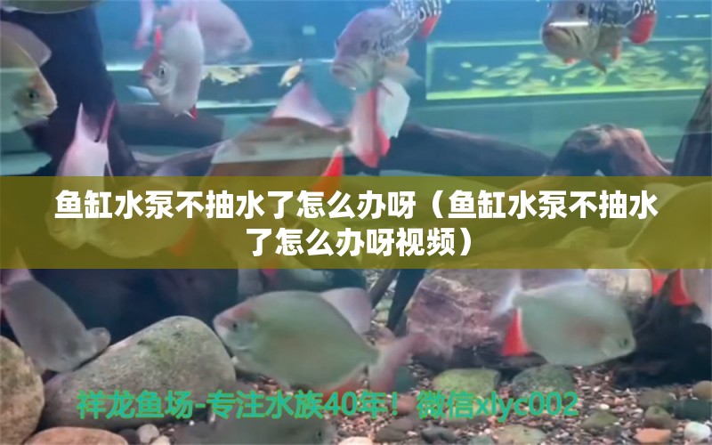 魚缸水泵不抽水了怎么辦呀（魚缸水泵不抽水了怎么辦呀視頻）