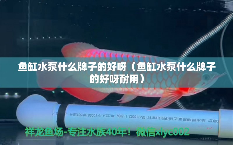 魚缸水泵什么牌子的好呀（魚缸水泵什么牌子的好呀耐用） 魚缸水泵