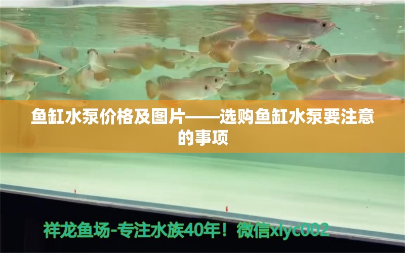 魚缸水泵價格及圖片——選購魚缸水泵要注意的事項