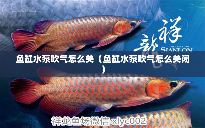 魚缸水泵吹氣怎么關(guān)（魚缸水泵吹氣怎么關(guān)閉） 魚缸水泵