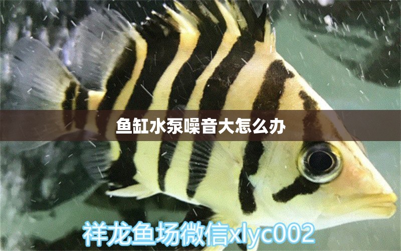 魚缸水泵噪音大怎么辦 魚缸水泵