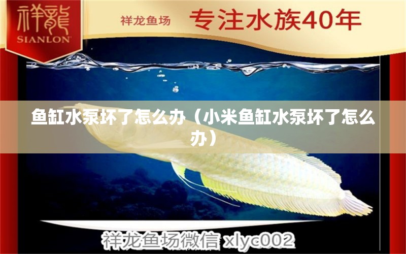 魚缸水泵壞了怎么辦（小米魚缸水泵壞了怎么辦）