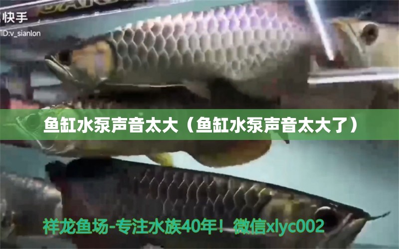 魚(yú)缸水泵聲音太大（魚(yú)缸水泵聲音太大了） 魚(yú)缸水泵 第1張